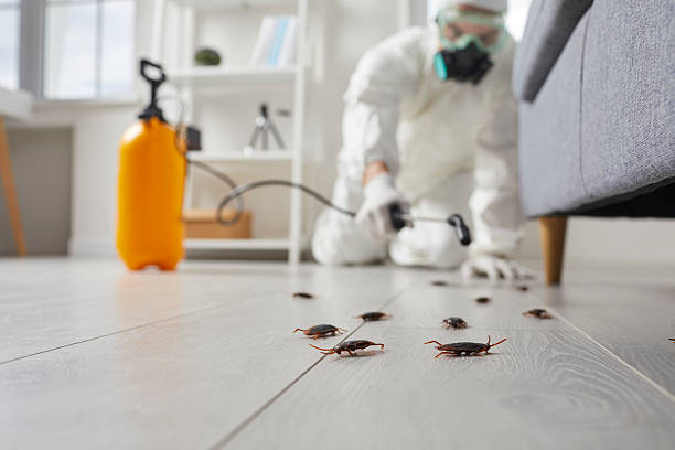 Post-Treatment Bed Bug Interceptor Monitoring in Westby